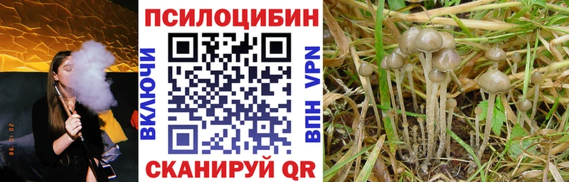 Псилоцибиновые грибы Psilocybine cubensis  Екатеринбург 